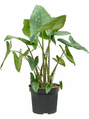 Alocasia zebrina