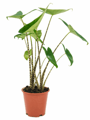 Alocasia zebrina