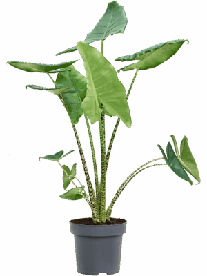 Alocasia zebrina