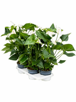 Anthurium andraeanum 'Sierra White' 4/tray