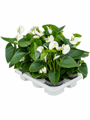 Anthurium andraeanum 'Sierra White' 6/tray