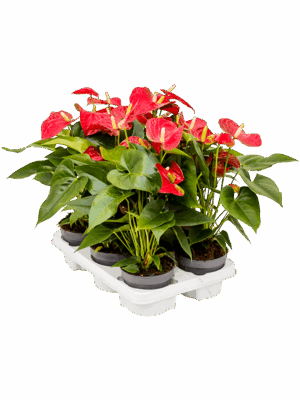 Anthurium andraeanum 'Sierra' 6/tray