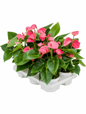 Anthurium andraeanum 'Pink Champion' 6/tray