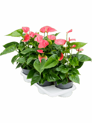 Anthurium andraeanum 'Maine' 4/tray