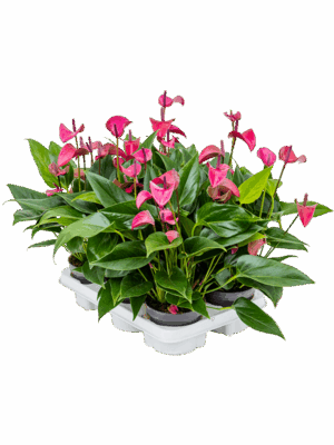 Anthurium andraeanum 'Cirano' 6/tray