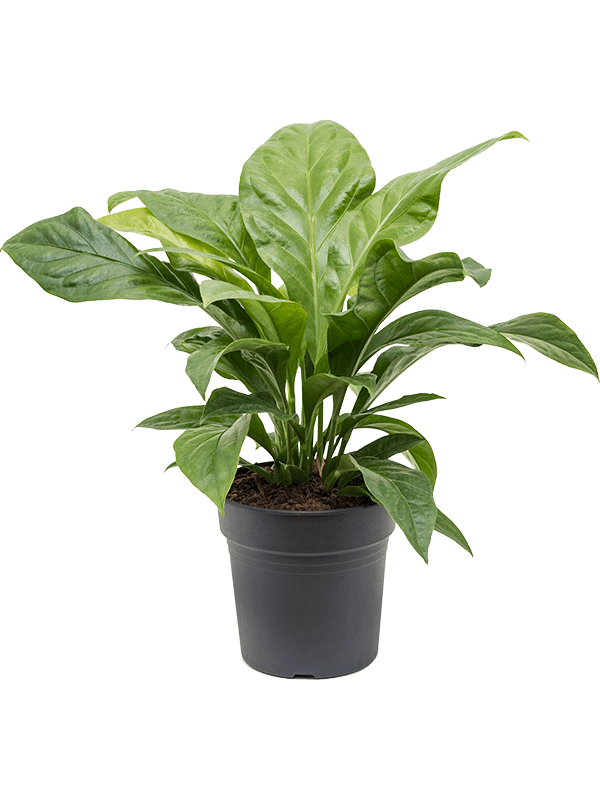Anthurium elipticum 'Jungle Bush'