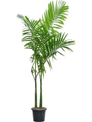 Areca catechu