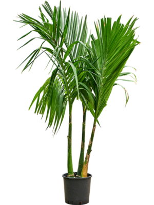 Areca catechu