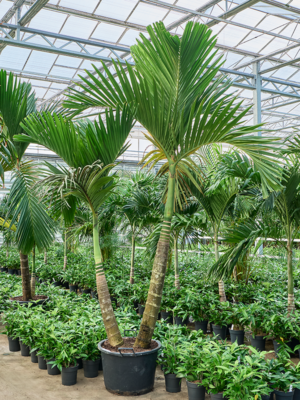 Areca catechu