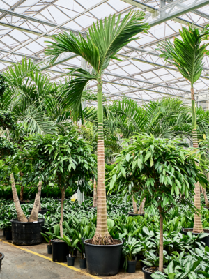 Areca catechu (400/450)