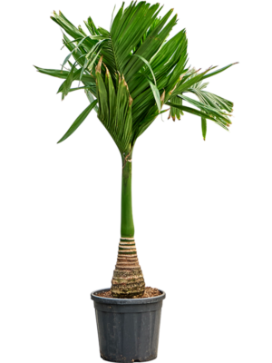 Areca catechu dwarf