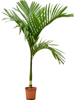Areca catechu