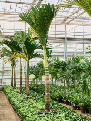 Areca catechu dwarf