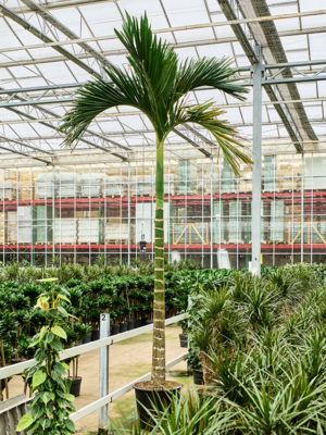 Areca catechu dwarf