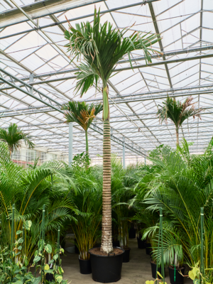 Areca catechu dwarf (450-525)