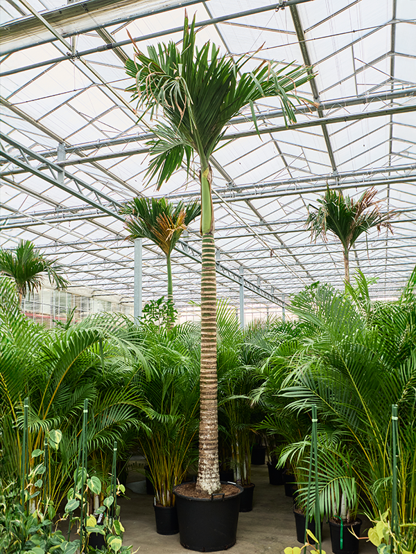 Areca catechu dwarf (450-525)