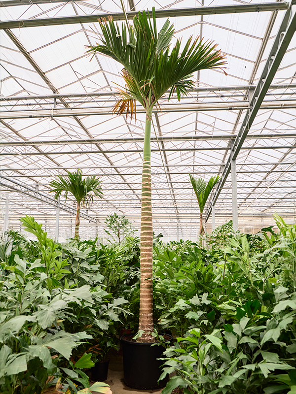 Areca catechu dwarf (550-580)