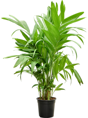 Areca triandra