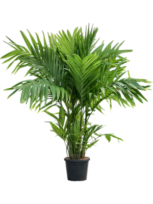 Areca triandra