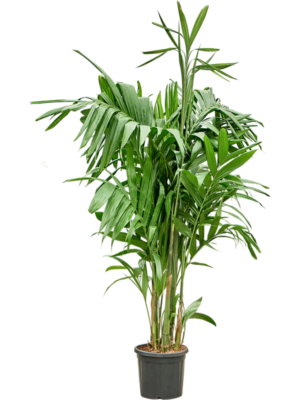 Areca triandra