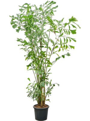 Caryota mitis (300-350)