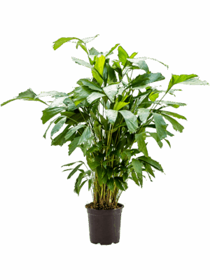Caryota mitis