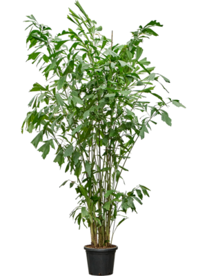 Caryota mitis