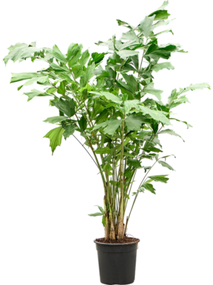 Caryota mitis (120-140)