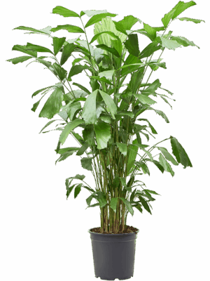 Caryota mitis