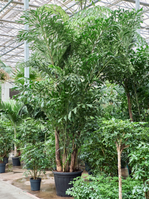 Caryota mitis (400-450)