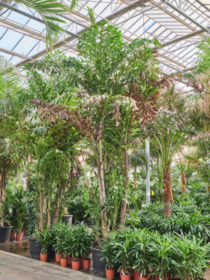 Caryota mitis