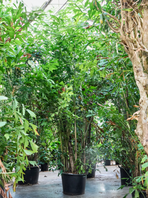 Caryota mitis