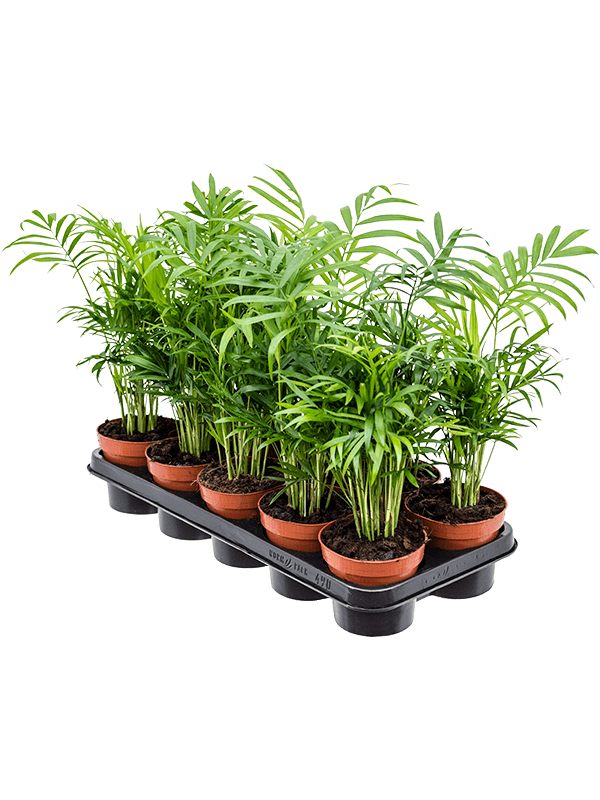 Chamaedorea elegans 10/tray