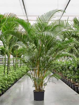 Dypsis (Areca) lutescens