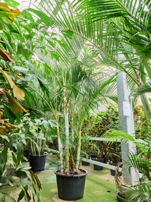 Dypsis (Areca) lutescens