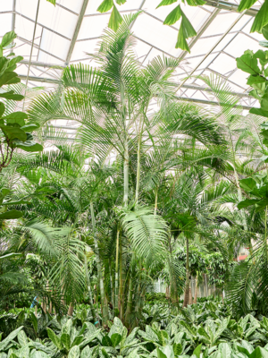 Dypsis (Areca) lutescens