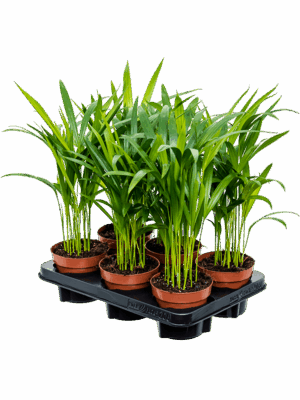 Dypsis (Areca) lutescens 6/tray