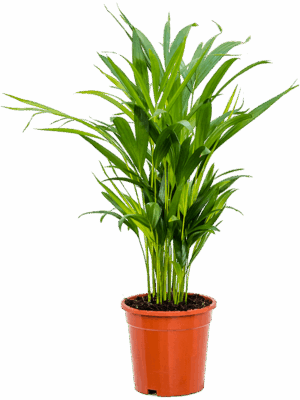 Dypsis (Areca) lutescens