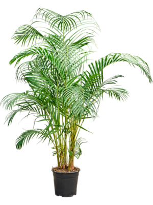 Dypsis (Areca) lutescens