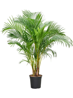 Dypsis (Areca) lutescens