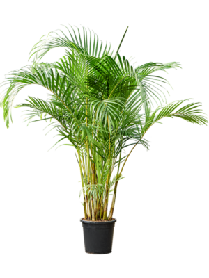 Dypsis (Areca) lutescens