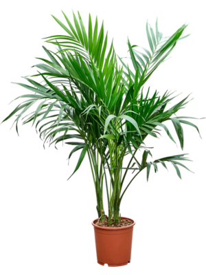 Chamaedorea cataractarum 'Stella'