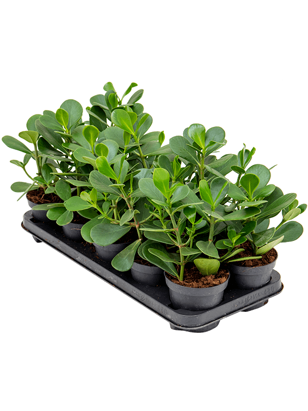 Clusia rosea 'Green Magic' 10/tray