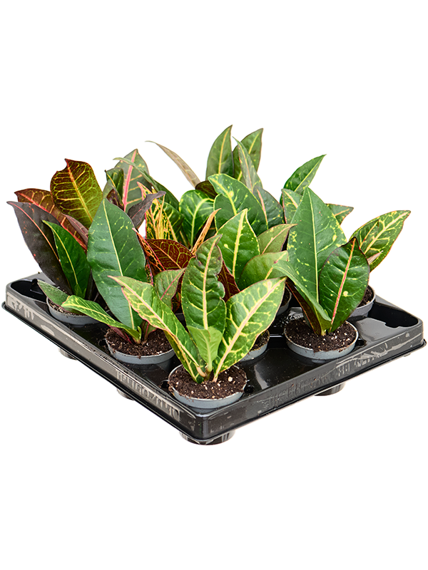 Croton (Codiaeum) variegatum 'Petra' 12/tray