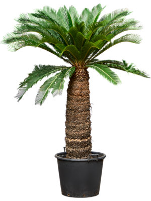 Cycas revoluta