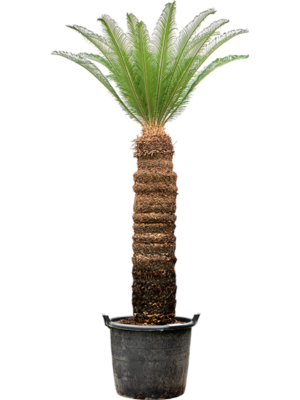 Cycas revoluta