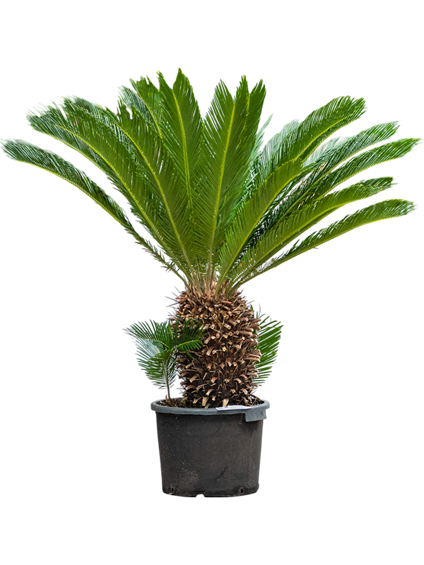 Cycas revoluta