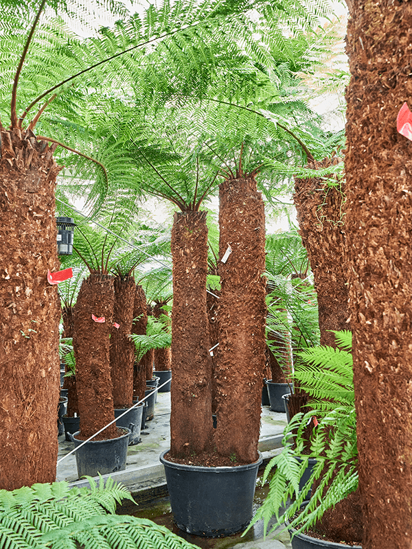 Dicksonia antarctica