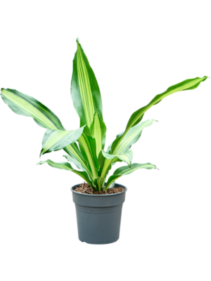 Dracaena fragrans 'Burley'
