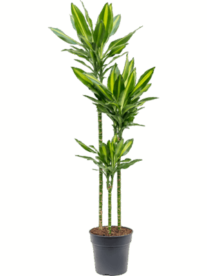 Dracaena fragrans 'Cintho'